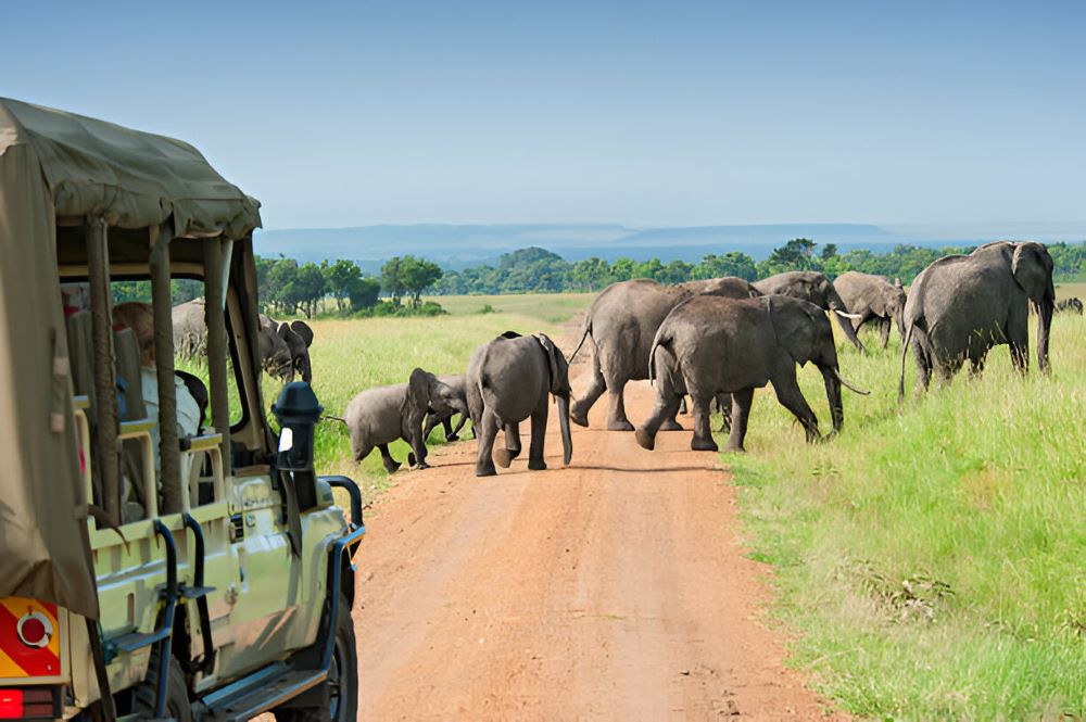 Tanzania Safari
